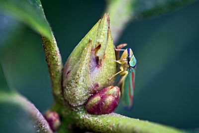 Close-up of insect on flower