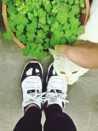 Low section of person with cat by potted plant