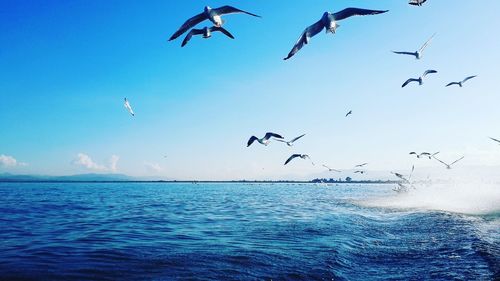 Birds flying over sea against blue sky