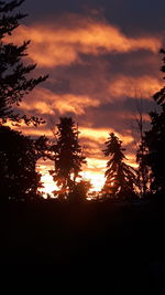 Low angle view of silhouette trees against sky during sunset