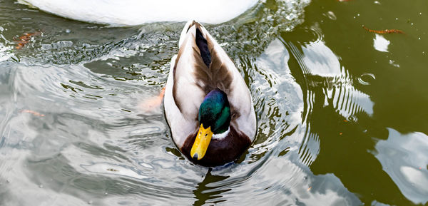 High angle view of duck swimming in lake