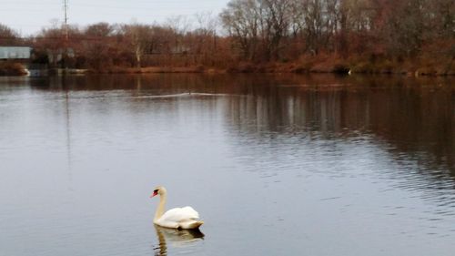 Swans swimming in lake