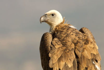 Close-up of a bird