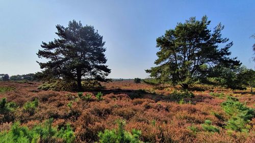 Trees on field against sky