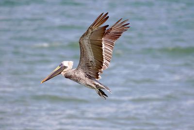 Close-up of bird flying over water