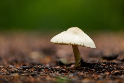 Single mushroom