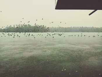 Flock of birds flying over water