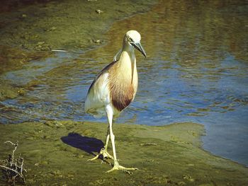 Bird perching on lakeshore