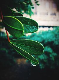 Close-up of plant