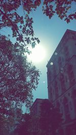 Low angle view of tree against clear sky