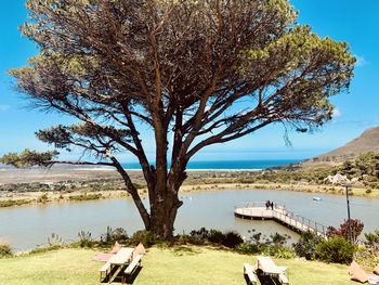 Tree by lake against sky