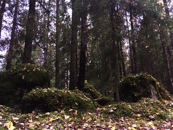Trees and plants in forest