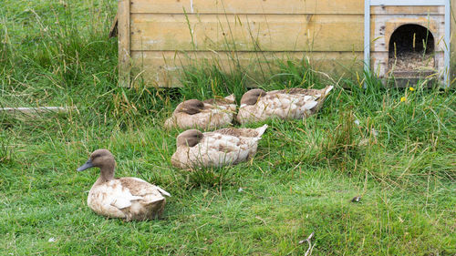 Ducks on field