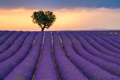 Scenic view of field against sky during sunset