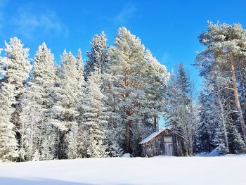 Cottage against trees in winter