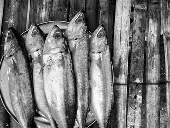 Close-up of fish for sale at market