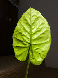 Directly above shot of yellow leaves on plant