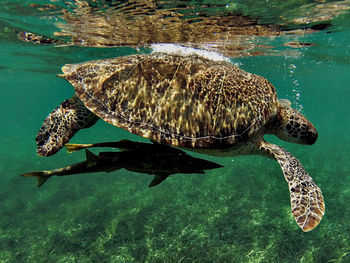 Close-up side view of turtle underwater