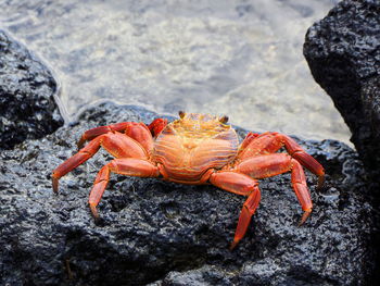 Close-up of crab on rock at beach