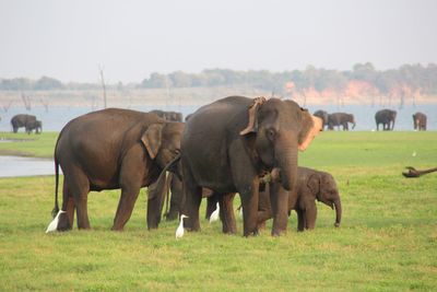 Elephant grazing on field against clear sky