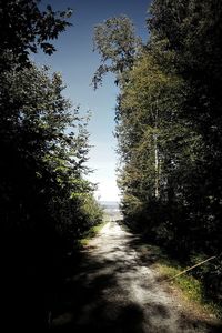 Road amidst trees in forest against sky