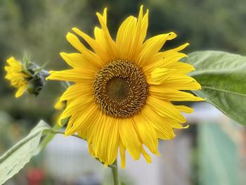 Close-up of yellow sunflower