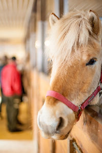 Close-up of horse