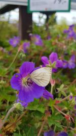 Close-up of butterfly pollinating on purple flower