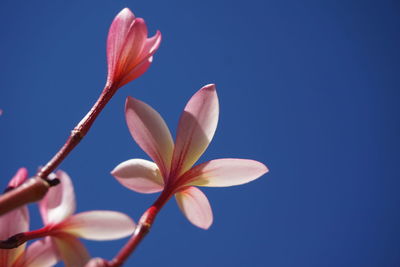 Close-up of pink flower against blue sky