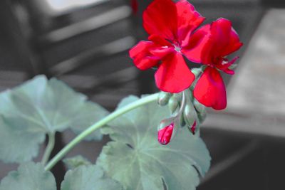 Close-up of red tulip blooming outdoors