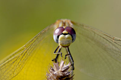 Close-up of insect on flower