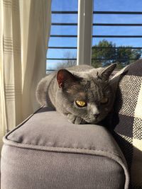 Portrait of cat resting on sofa