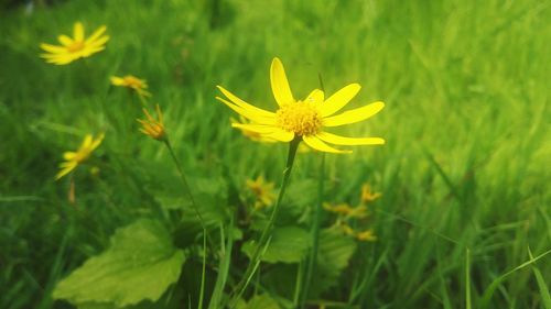 Close-up of yellow flower blooming on field