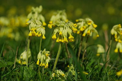 Close-up of yellow flowering plant on field