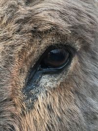 Close-up of a horse eye