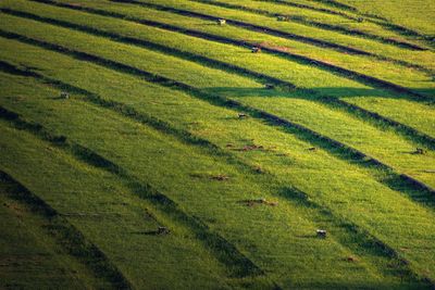 Scenic view of agricultural field