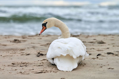 White mute swan sitting and resting on sandy beach hear blue baltic sea. winter seascape.