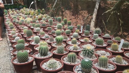 High angle view of plants