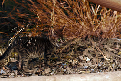 Portrait of a cat on field