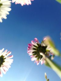 Low angle view of pink flowers blooming against clear sky