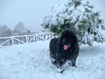 Dog on snow covered field during winter