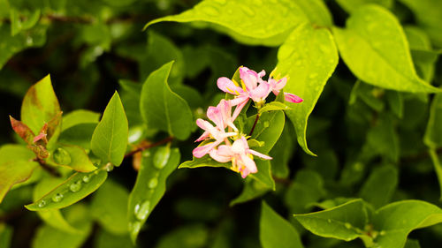 Close-up of pink flowers blooming outdoors