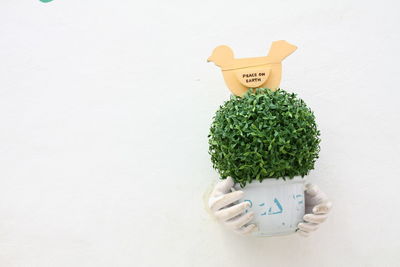 Close-up of potted plant against white background