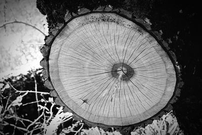 Close-up of tree stump