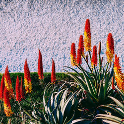 Close-up of red cactus plant on field