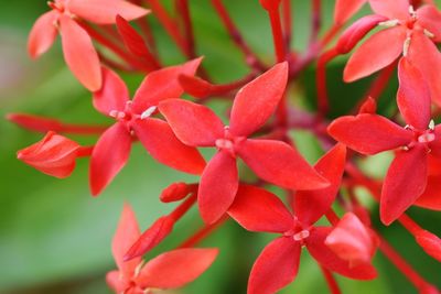 Close-up of red flowering plant