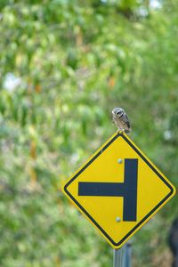 Close-up of road sign