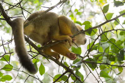 Low angle view of monkey on tree