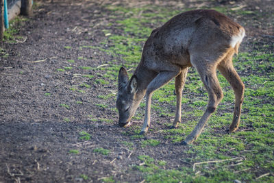 Deer standing in a field