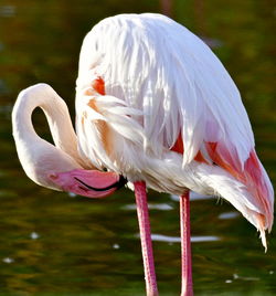 Close-up of a bird